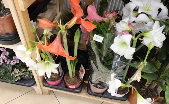 Ещё не поздно: как ухаживать за амариллисом в декабре, чтобы увидеть цветение к празднику Ещё не поздно: как ухаживать за амариллисом в декабре, чтобы увидеть цветение к празднику