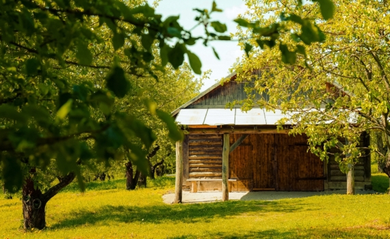 Зелёные диверсанты: 7 растений маскируются под безобидных красавцев, но уничтожают всё вокруг Зелёные диверсанты: 7 растений маскируются под безобидных красавцев, но уничтожают всё вокруг