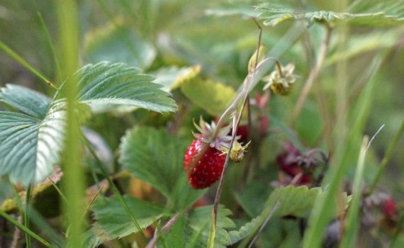 Март решает всё: календарь ухода за клубникой — 4 шага от снега до первых ягод Март решает всё: календарь ухода за клубникой — 4 шага от снега до первых ягод