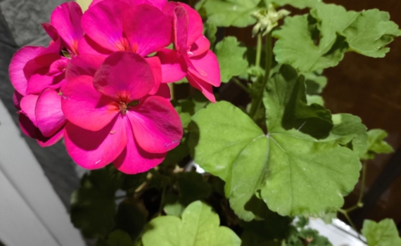 Чтобы ваша герань цвела пышно до ноября — добавьте эти удобрения в горшок в марте Чтобы ваша герань цвела пышно до ноября — добавьте эти удобрения в горшок в марте