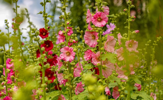 Всего один день в апреле расскажет всё о лете: что скрывают приметы на Вербное воскресенье Всего один день в апреле расскажет всё о лете: что скрывают приметы на Вербное воскресенье
