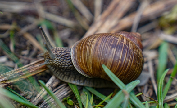 Ловушки и химия не помогут: достаточно всего лишь посадить один цветок — и слизни уйдут навсегда Ловушки и химия не помогут: достаточно всего лишь посадить один цветок — и слизни уйдут навсегда