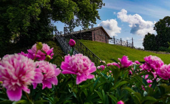 Всего одна подкормка в апреле — и пионы цветут как сумасшедшие всё лето Всего одна подкормка в апреле — и пионы цветут как сумасшедшие всё лето
